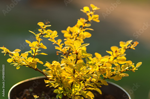 golden japanese barberry bush in pot in sunlight
