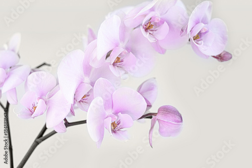 pastel pink orchid flower branch on light background
