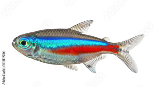 Fotografía Isolated Neon Tetra Fish Specimen Pet Aquarium Colorful Fins Scales Fresh Underw