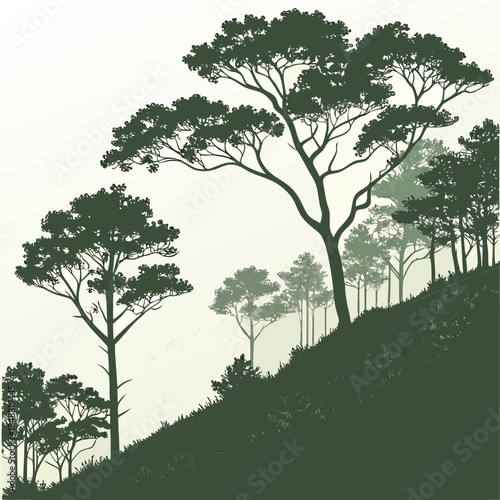 Forest hillside with layered tree density trees 1