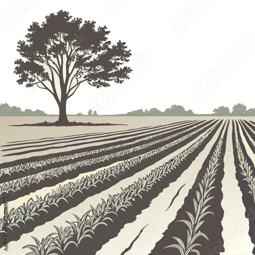 Cultivated field with tree and crop rows agricultural field