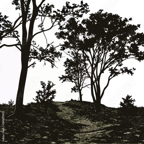 Forest clearing with trees on uneven ground and shadows