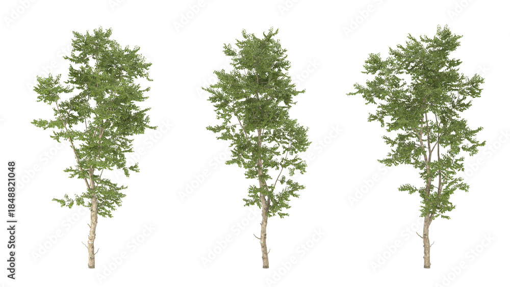 Fototapeta premium Various types of tree branch plants bushes shrub and and small plants isolated