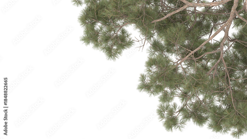 Obraz premium Various types of tree branch plants bushes shrub and and small plants isolated