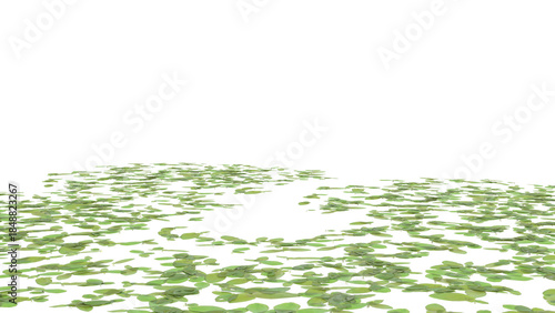duckweed isolated