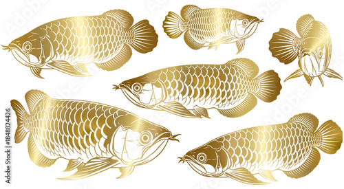 vector illustration of a arowana fish