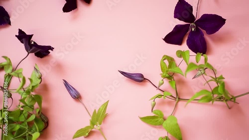 Elegant clematis with flowers on pink background