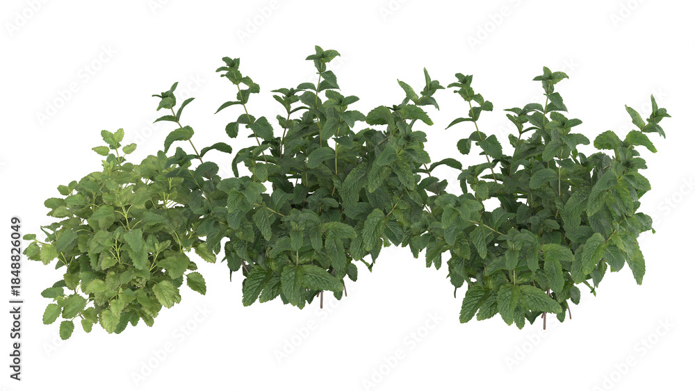 Fototapeta premium Various types of flowers plants bushes shrub and small plants isolated 