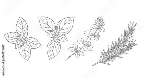 Set of four popular culinary herbs, including basil, oregano, and rosemary, illustrated in a clean and detailed black and white line art style.
