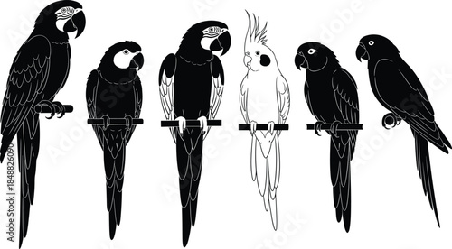 Parrot and cockatoo silhouettes set, tropical bird vector illustration collection for logo design, branding, wildlife artwork use