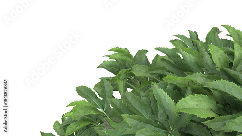 Various types of green grass bushes shrub and small plants isolated	
