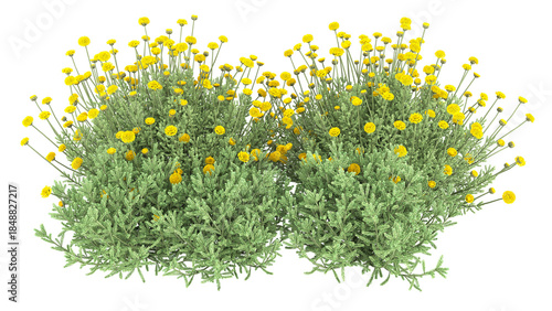 Various types of flowers grass bushes shrub and small plants isolated