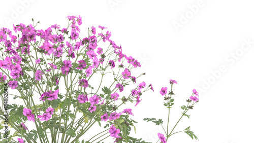 pink flower bush, spiraea japonica