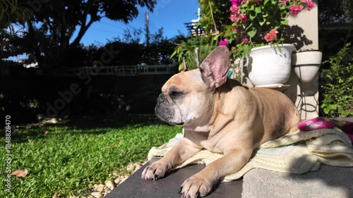 Dog basking in sunlight: a french bulldog lies in sun, enjoying a moment of leisure, basking in warm sunlight against a vibrant background of foliage, epitomizing the tranquility of a perfect day.