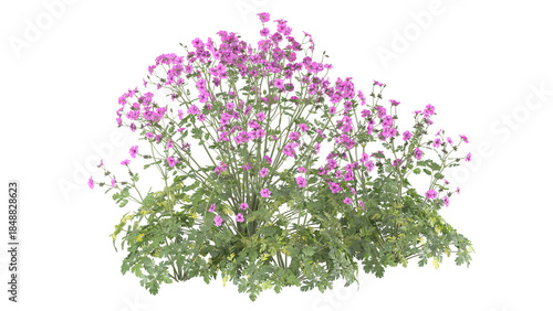 pink flower bush, spiraea japonica