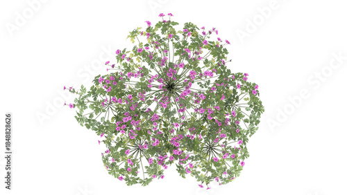 pink flower bush, spiraea japonica