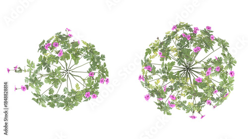 Various types of flowers grass bushes shrub and small plants isolated