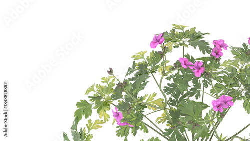 Various types of flowers grass bushes shrub and small plants isolated