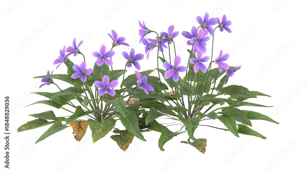 Fototapeta premium viola sororia, purple flower isolated
