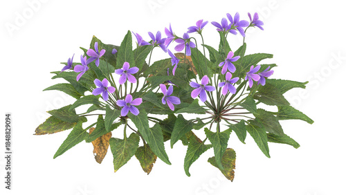 viola sororia, purple flower isolated