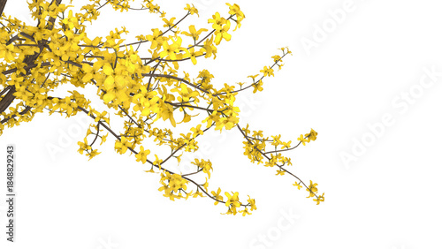 Variety of yellow tree branches isolated