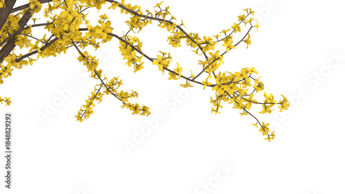 Variety of yellow tree branches isolated