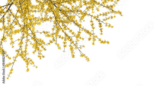 Variety of yellow tree branches isolated