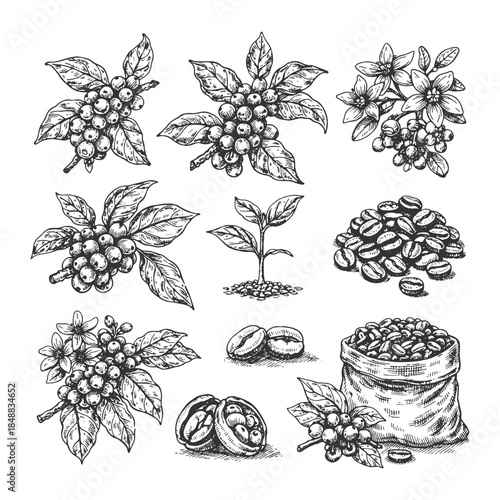 Hand Drawn Coffee Bean and Plant Illustration Vector Set in Vintage Engraving Style for Packaging, Branding, Cafe Menu, and Organic Product Design