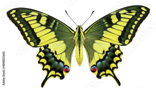 Slika na platnu Isolated yellow swallowtail butterfly facing forward, perched with elegant wing