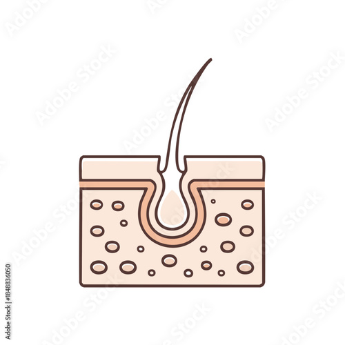 Human Hair Anatomy Cross Section Layered Skin Structure Diagram Illustration