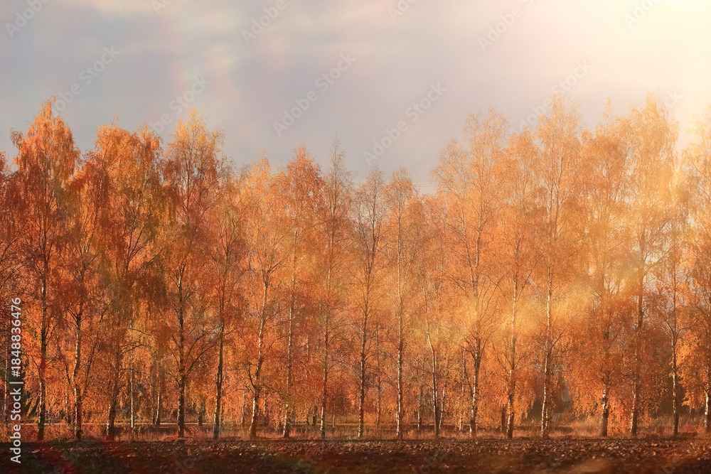 Fototapeta premium Autumn park background landscape, trees in warm tones, nature photography