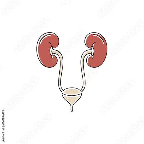 Urogenital system outline drawing showing the kidneys, ureters, and bladder in a minimalist style illustration