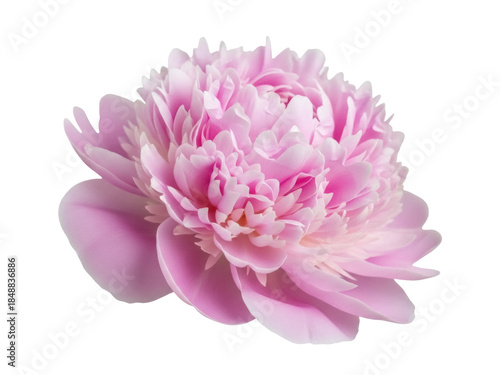 Isolated pink peony flower close-up, with delicate petals, for elegant and feminine designs