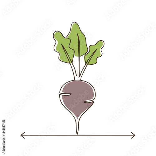 Beetroot Illustration with Leaves, Stylized Line Drawing, Minimalist Vegetable Art, Culinary Ingredient, Healthy Food