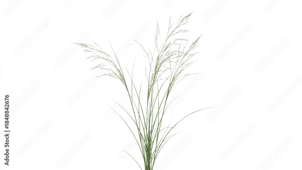 Fototapeta premium Isolated Green Wild Grass Plant Clump on White Background