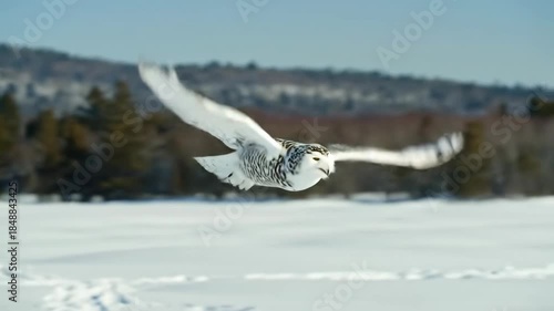 White owl flies across a snowy field against a mountain backdrop