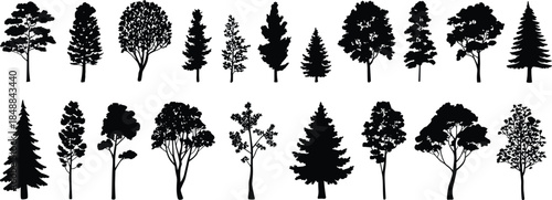 Collection of detailed tree silhouettes featuring deciduous and conifer species, varied natural shapes, black woodland nature elements, vector illustration