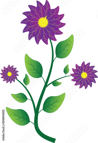 Vibrant purple aster flowers on green stems with leaves illustration