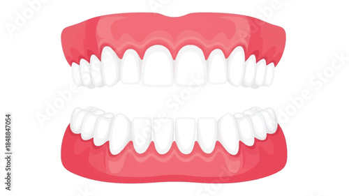 An illustration depicting a set of human teeth both upper and lower jaws