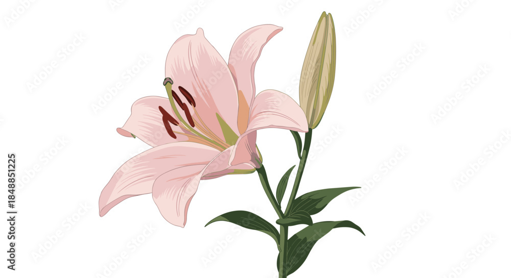Obraz premium Elegant pink lily flower and a closed bud on a green stem, viewed from the side, isolated on a white background illustration.
