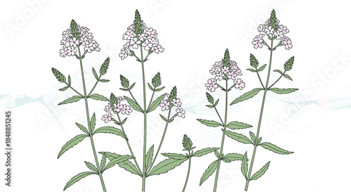 Botanical illustration of flowering verbena or valerian plants with delicate purple blossoms, depicted in a lovely hand-drawn style.