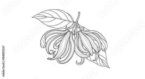 Botanical line art illustration of a ylang-ylang flower, known for its use in perfume and aromatherapy, in a vintage sketch style.