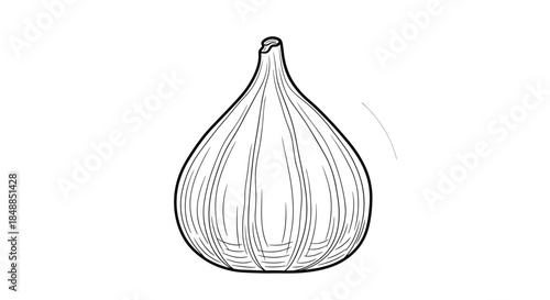 Single fig fruit illustrated in a detailed black and white line art or engraving style, isolated on a white background for design.