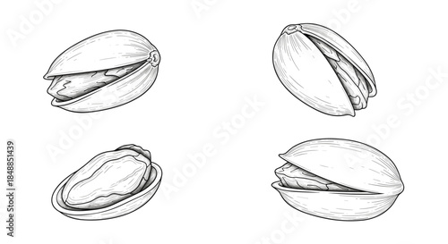Set of four pistachio nuts in a detailed, vintage black and white engraving style, showing open and closed shells and the kernel.