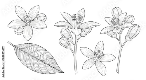 A beautiful set of orange blossom flowers and a leaf in a detailed, vintage black and white engraving style for botanical designs.