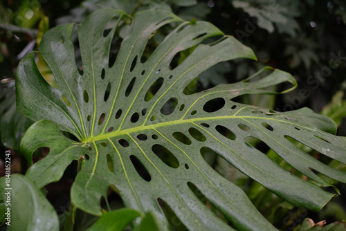 Monstera is a large tropical plant, a vine, a genus of the Araceae family. 