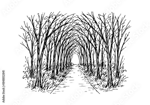  Forest hand drawn simple sketch vector illustration