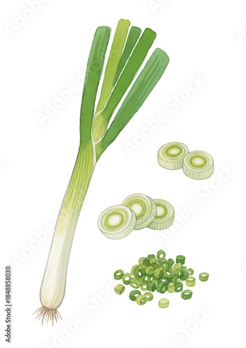 Watercolor-style green onion illustration ／長ネギ