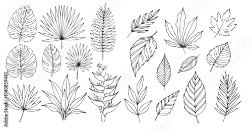 Set of hand-drawn botanical vector silhouettes including tropical plants, palm and monstera leaves, maple foliage, branches, and floral elements for decorative and graphic use .