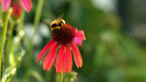 A bee approaches a red coneflower, its petals radiating. Blurred green background. Close-up nature shot